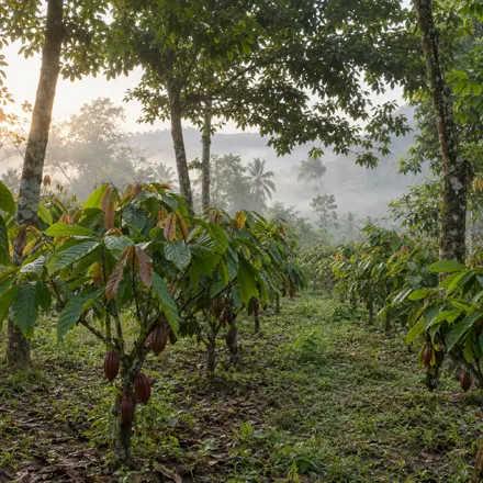 Plantación de cacao joven con neblina