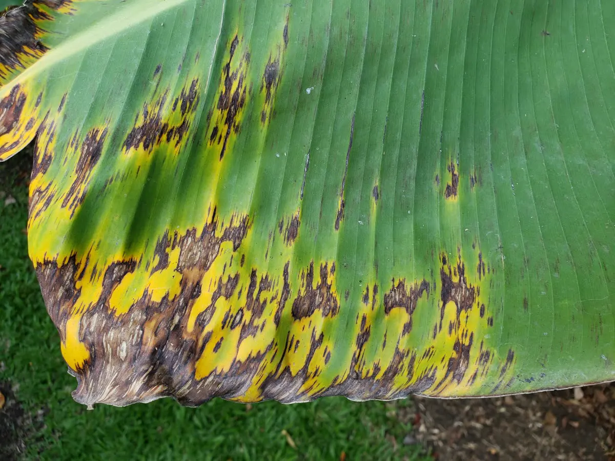 Hoja de banano con rayas negras y manchas secas de sigatoka negra